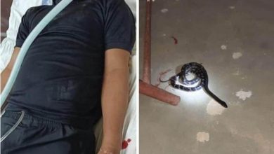 CRPF 229 battalion jawan arrived from leave, snake bites in Corotines center, condition serious