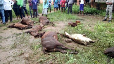 More than 50 cows died in this district, official silence