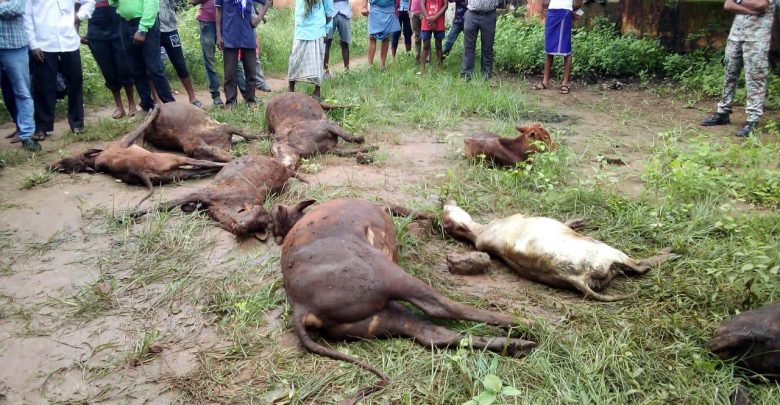 More than 50 cows died in this district, official silence
